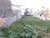 Terreno, 600 m² - Foto 4