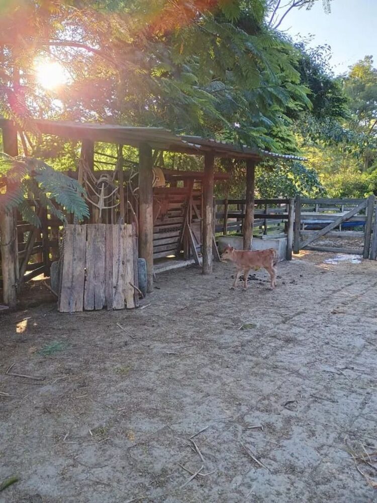 Fazenda - Foto 12