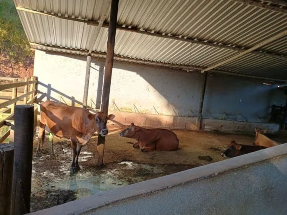 Fazenda - Foto 8