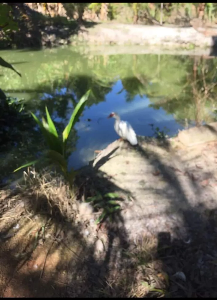 Sítio, 8 quartos - Foto 62