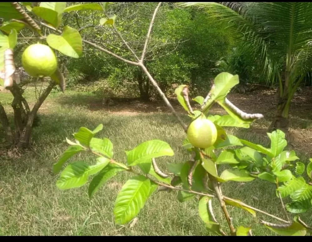 Sítio, 8 quartos - Foto 61