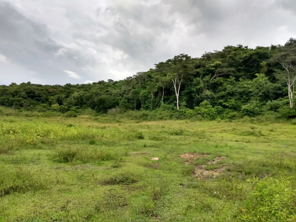 Fazenda - Foto 8