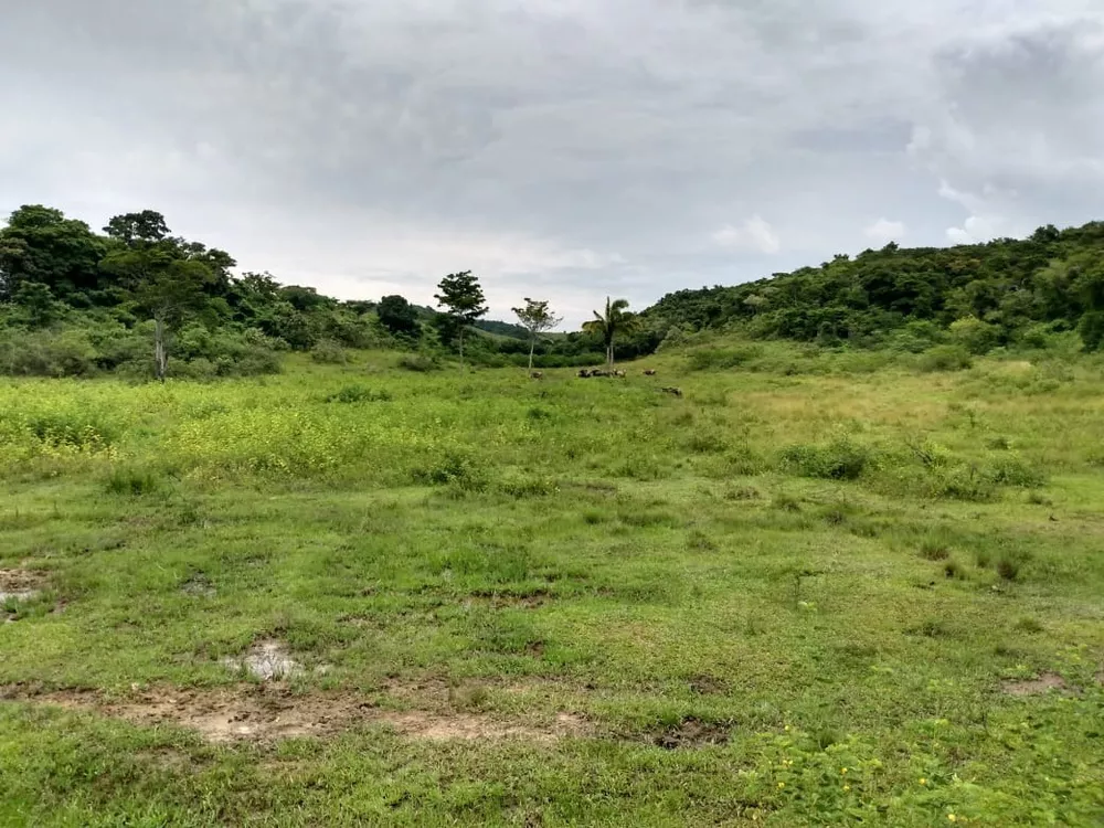 Fazenda - Foto 15
