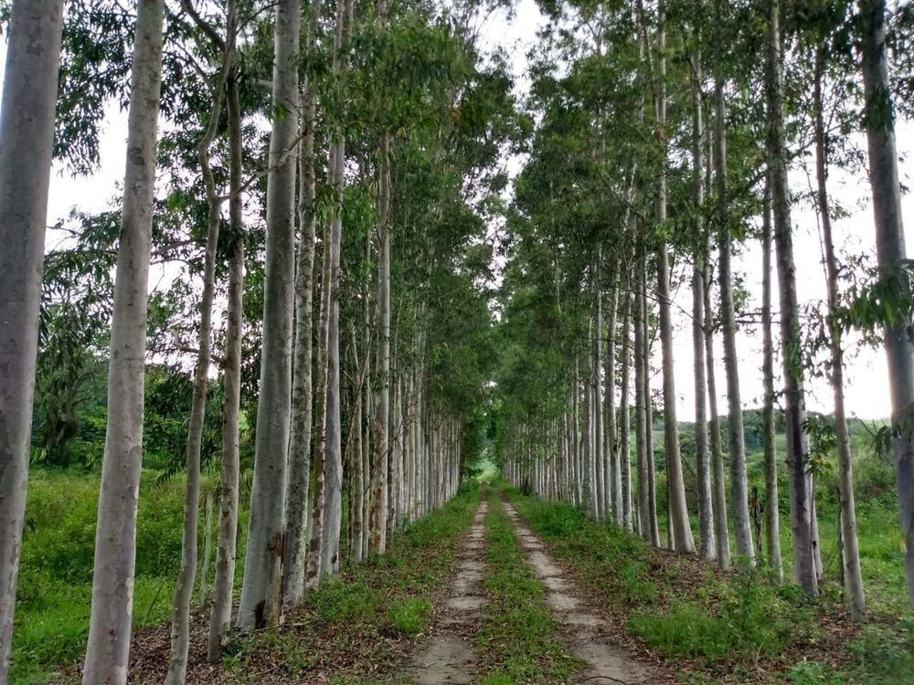 Fazenda - Foto 14