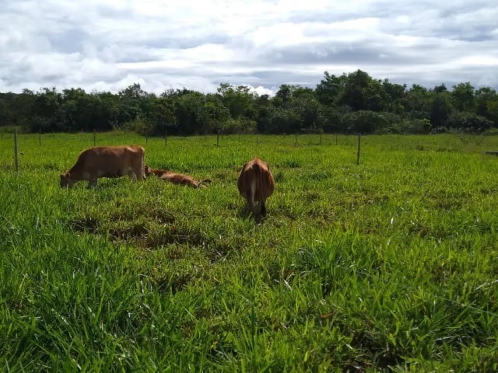 Fazenda, 5 quartos - Foto 9