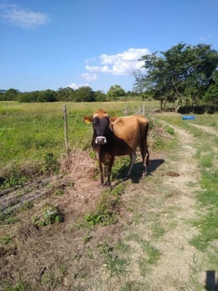Fazenda, 5 quartos - Foto 8