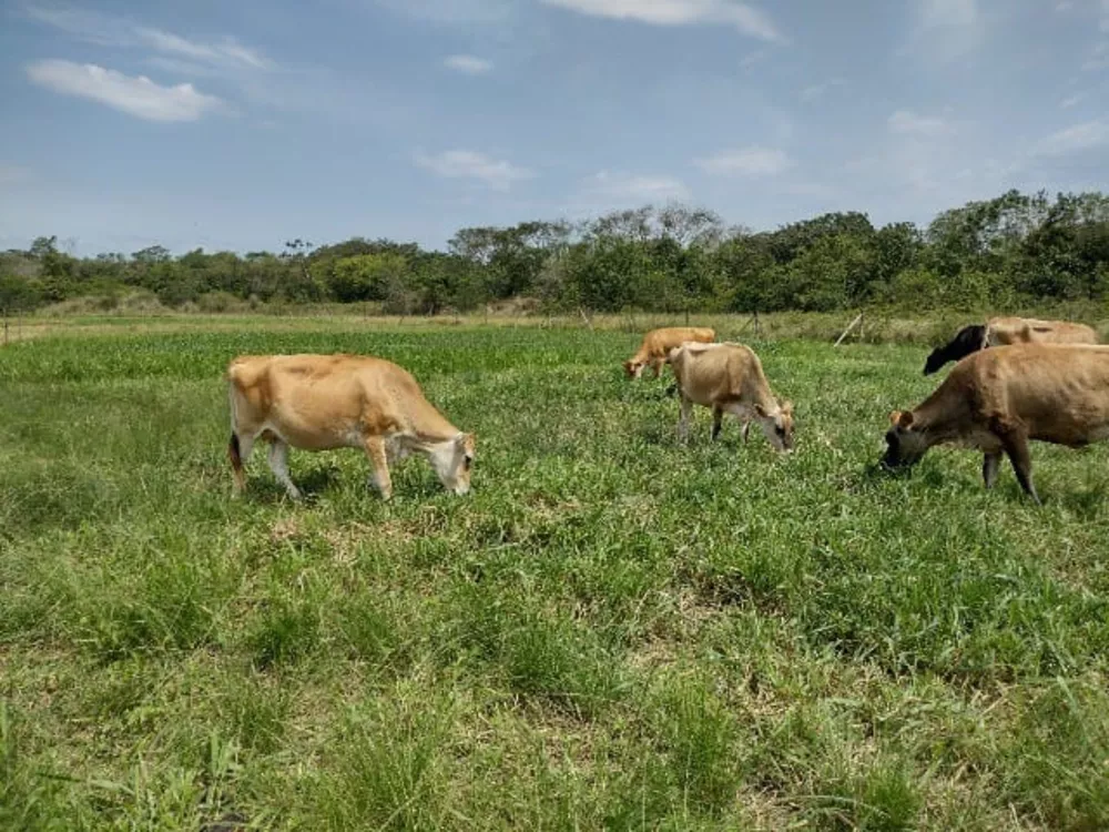 Fazenda, 5 quartos - Foto 1
