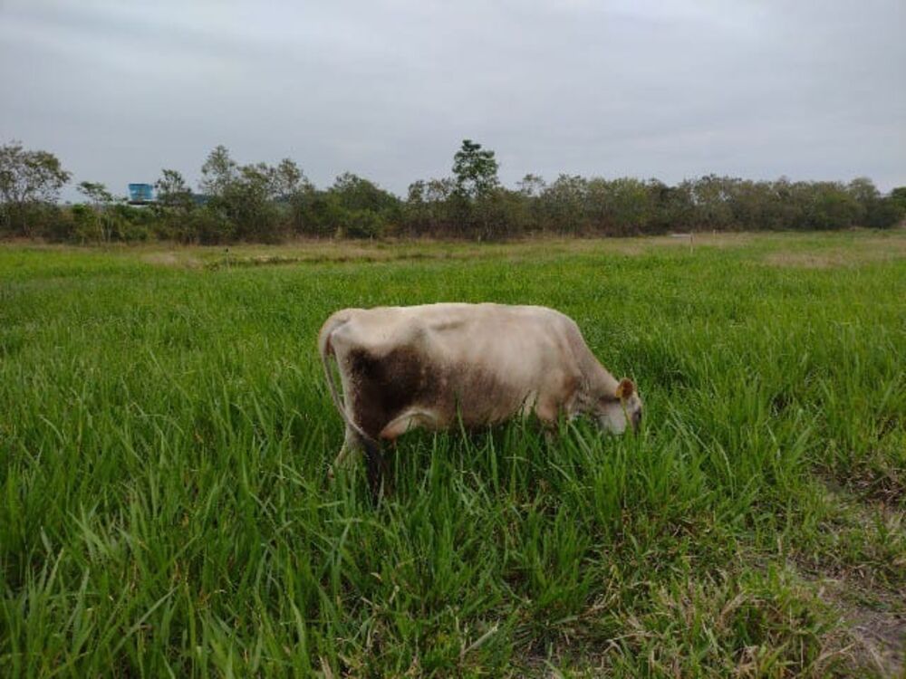 Fazenda à venda com 5 quartos - Foto 2