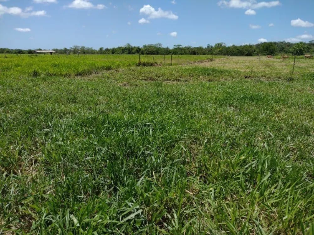 Fazenda, 5 quartos - Foto 5