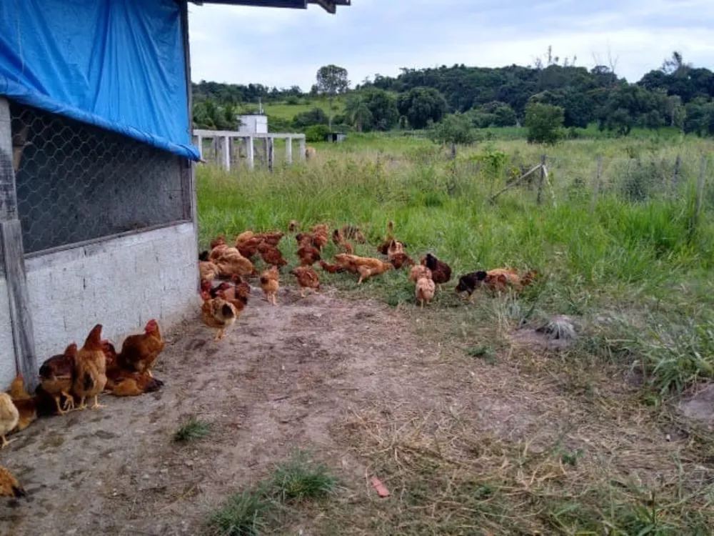 Fazenda, 5 quartos - Foto 13