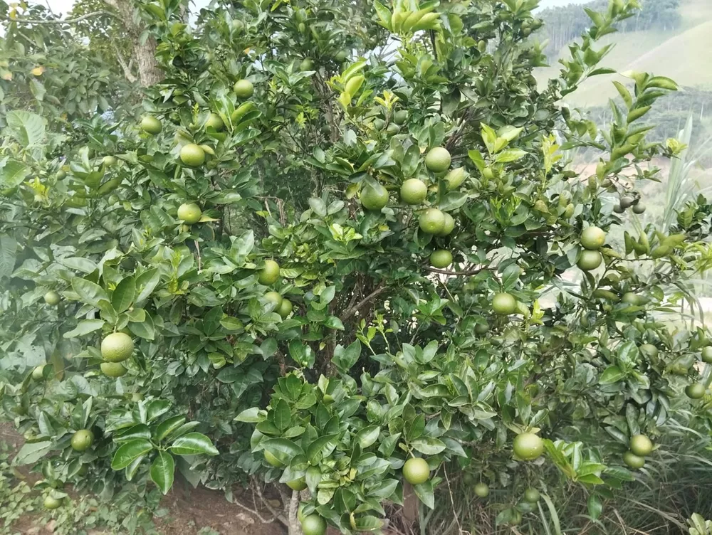 Fazenda-Sítio-Chácara, 4 quartos - Foto 16