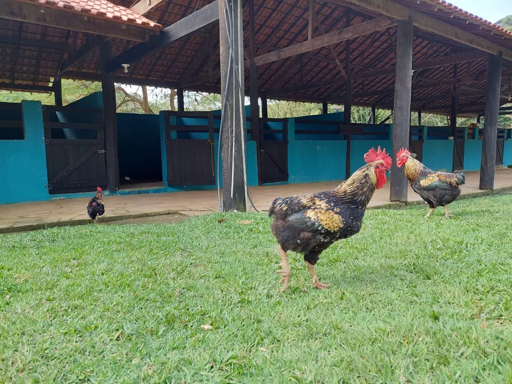Fazenda, 10 quartos - Foto 5