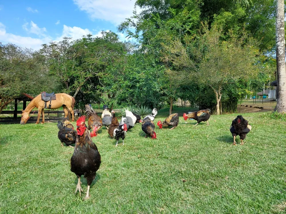 Fazenda, 10 quartos - Foto 11