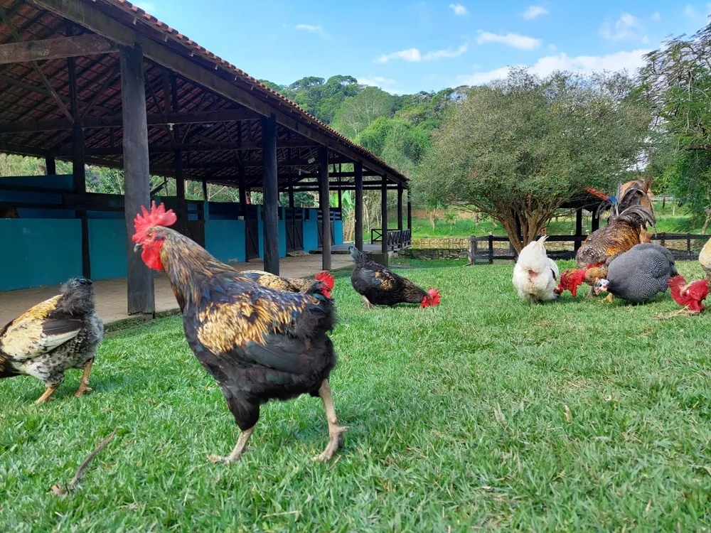 Fazenda, 10 quartos - Foto 7