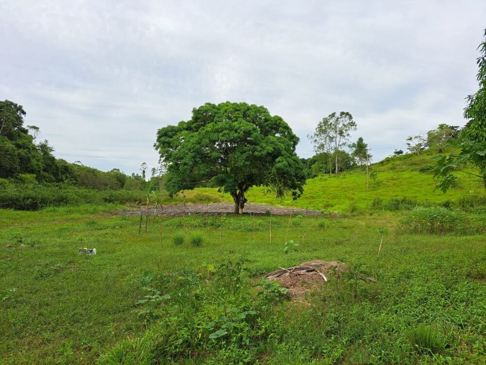 Sítio à venda com 4 quartos - Foto 4