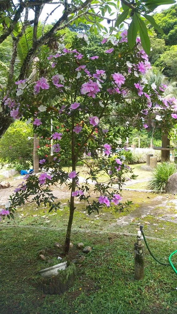 Sítio, 5 quartos - Foto 25