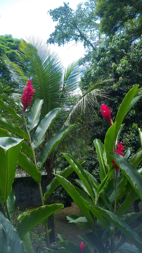 Sítio, 5 quartos - Foto 30