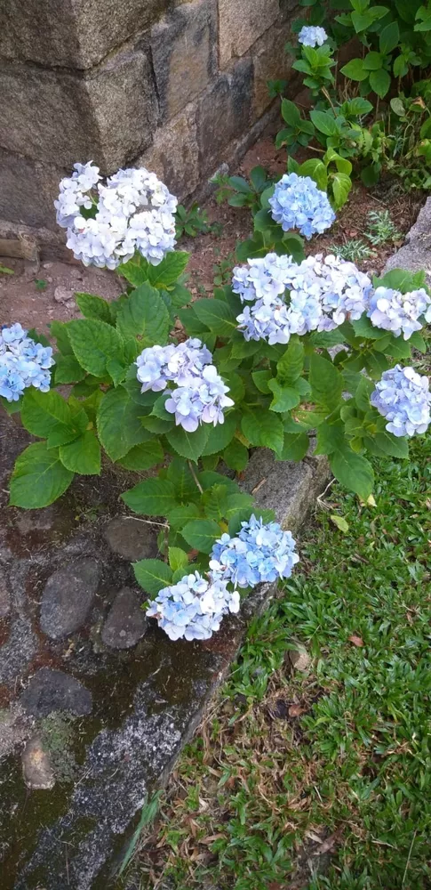 Sítio, 5 quartos - Foto 44