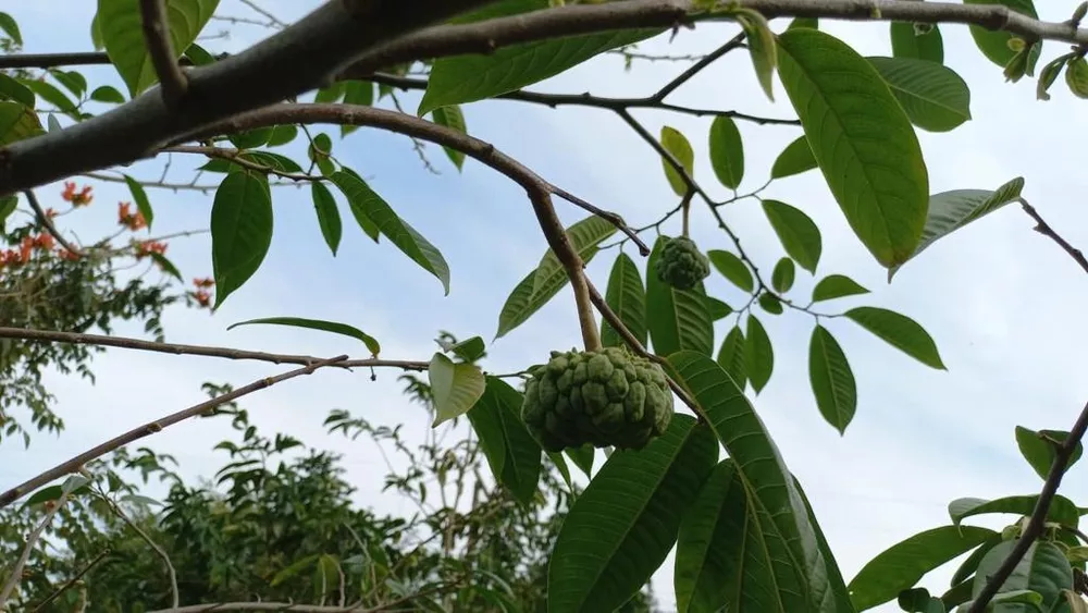 Sítio, 2 quartos - Foto 5