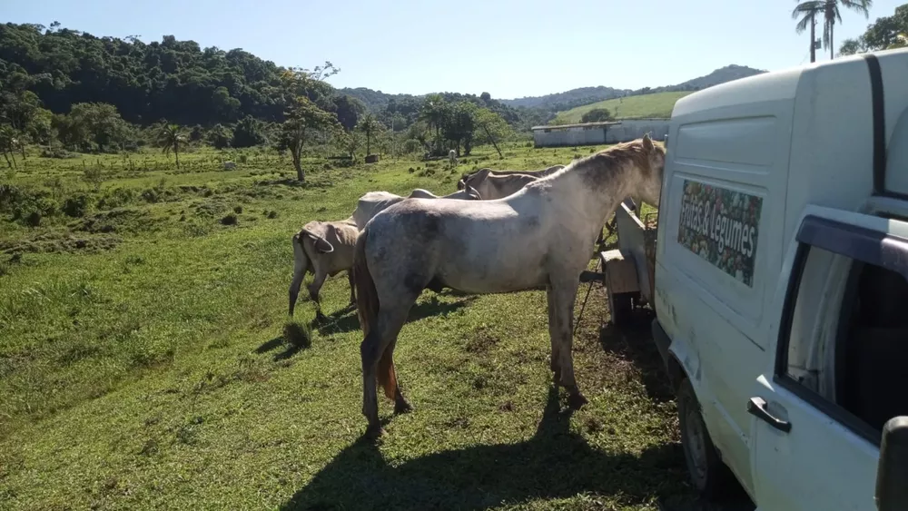 Fazenda, 8 quartos - Foto 16
