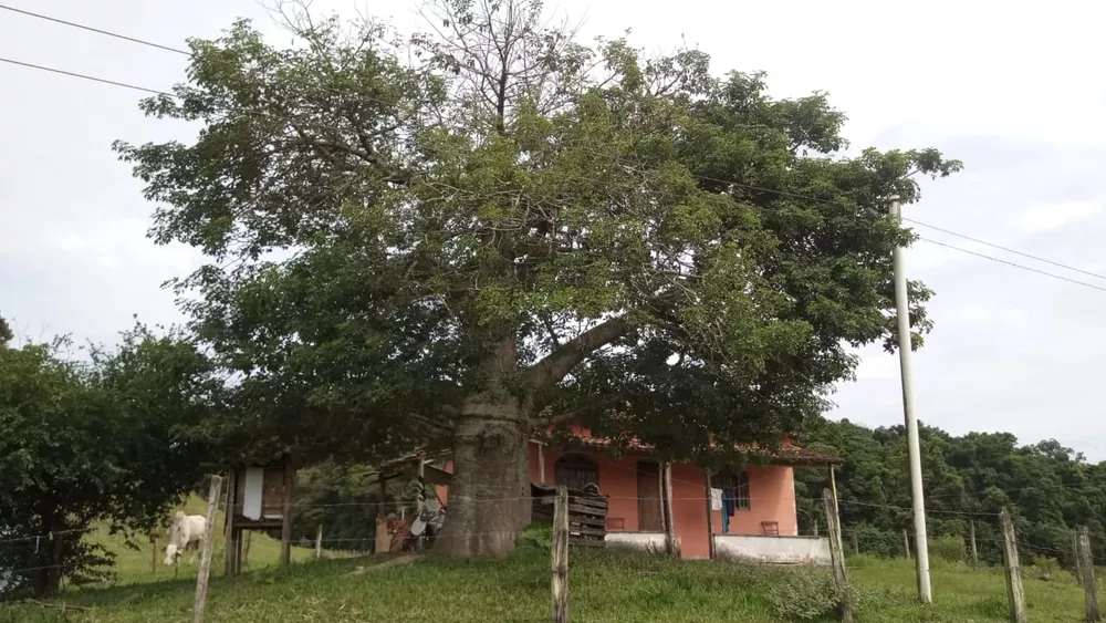 Fazenda, 8 quartos - Foto 6