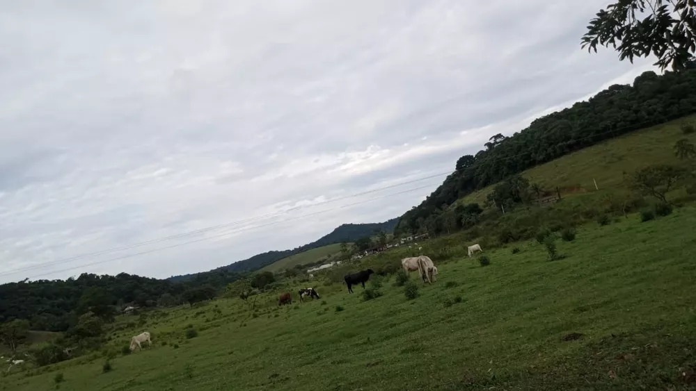 Fazenda, 8 quartos - Foto 29
