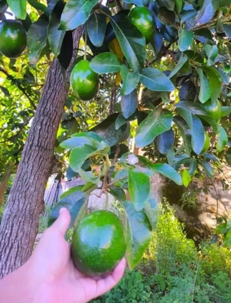 Sítio, 2 quartos - Foto 9