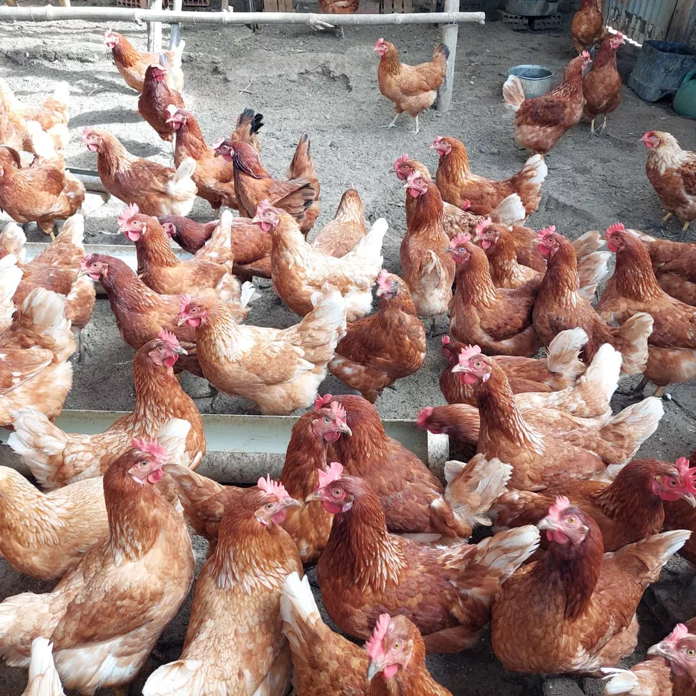 Fazenda-Sítio-Chácara, 10 quartos - Foto 80