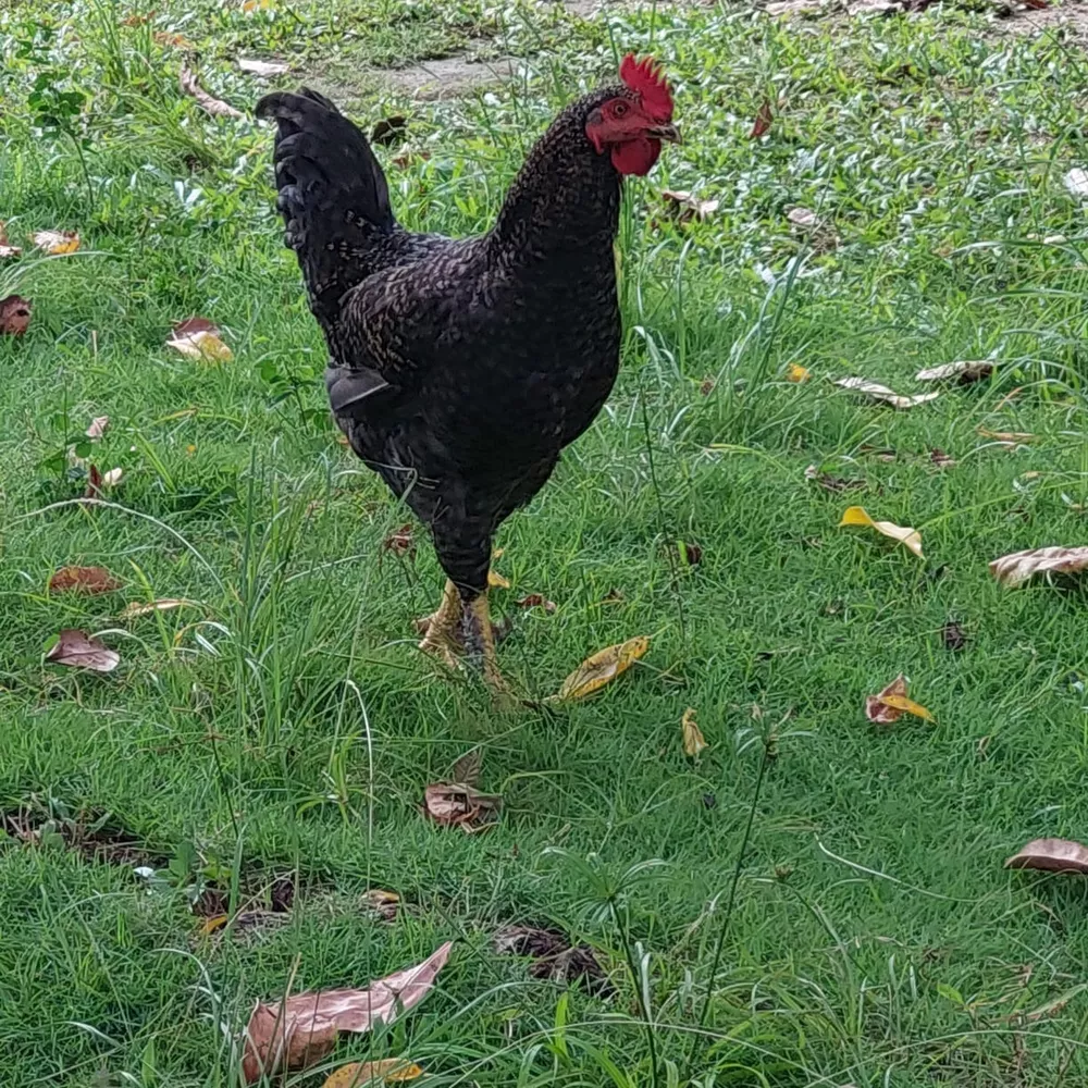Fazenda-Sítio-Chácara, 10 quartos - Foto 78