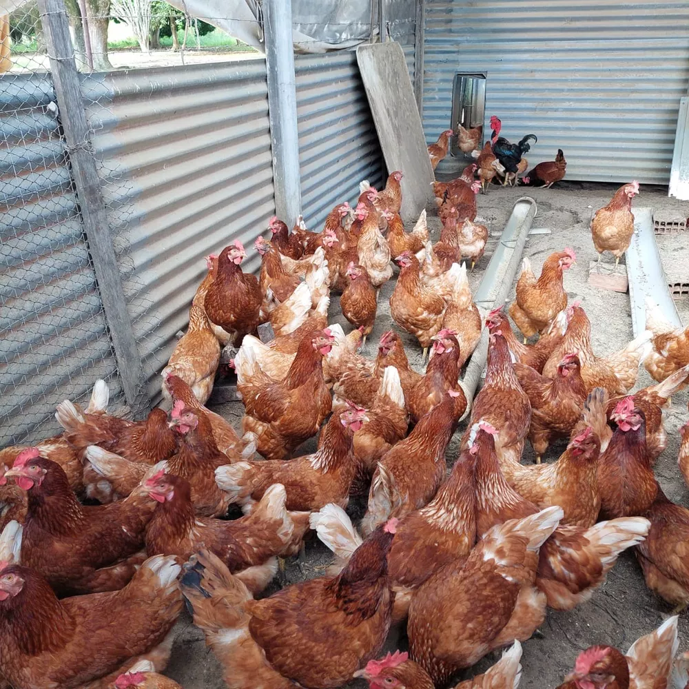 Fazenda-Sítio-Chácara, 10 quartos - Foto 79