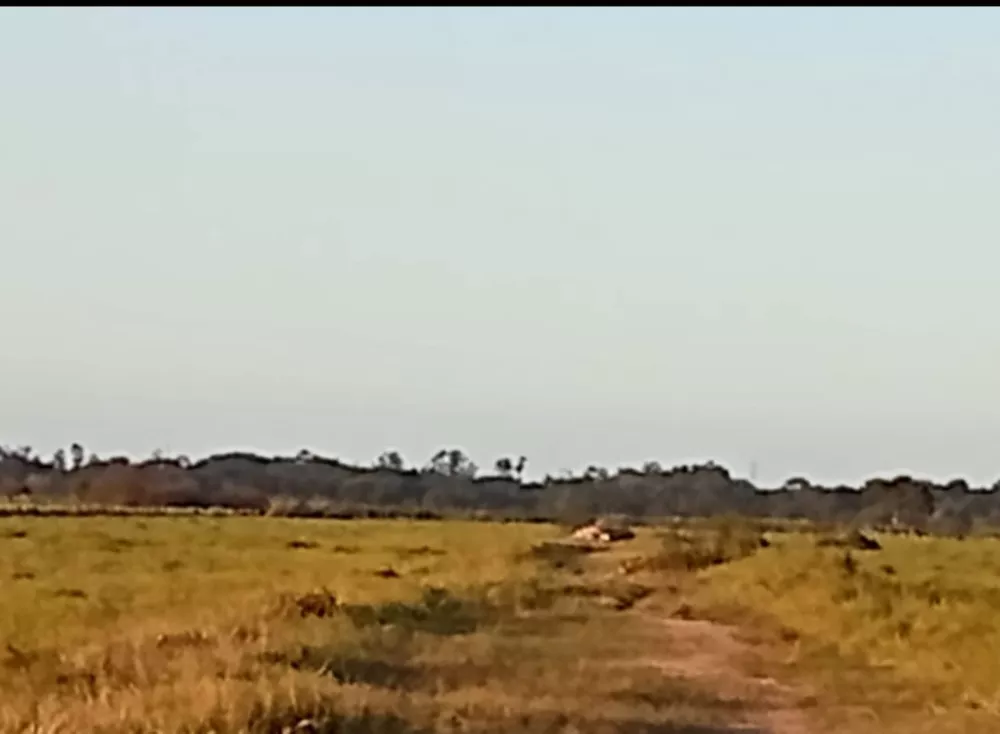 Fazenda - Foto 5