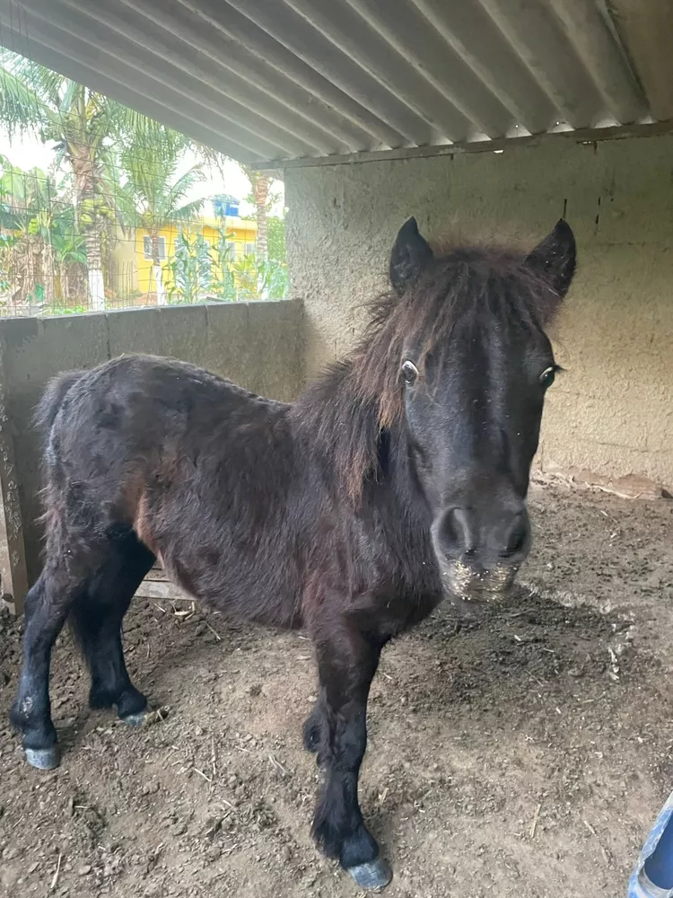 Sítio, 6 quartos - Foto 14