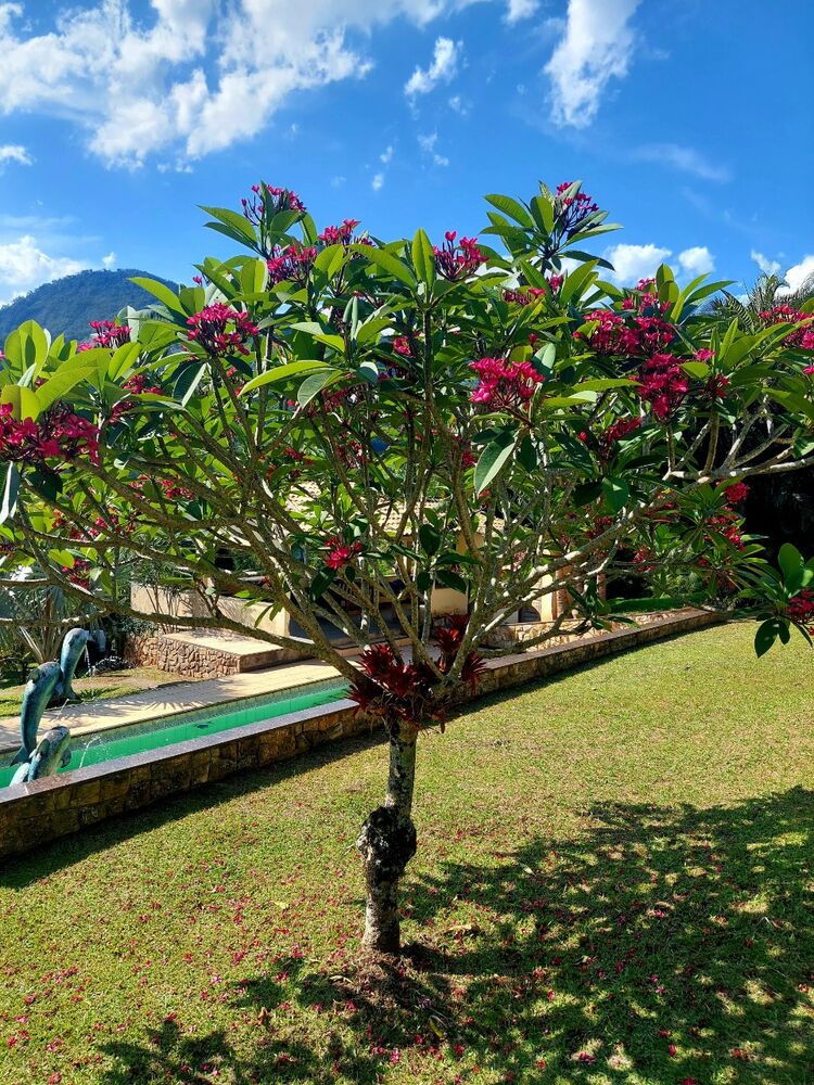 Sítio, 3 quartos - Foto 6