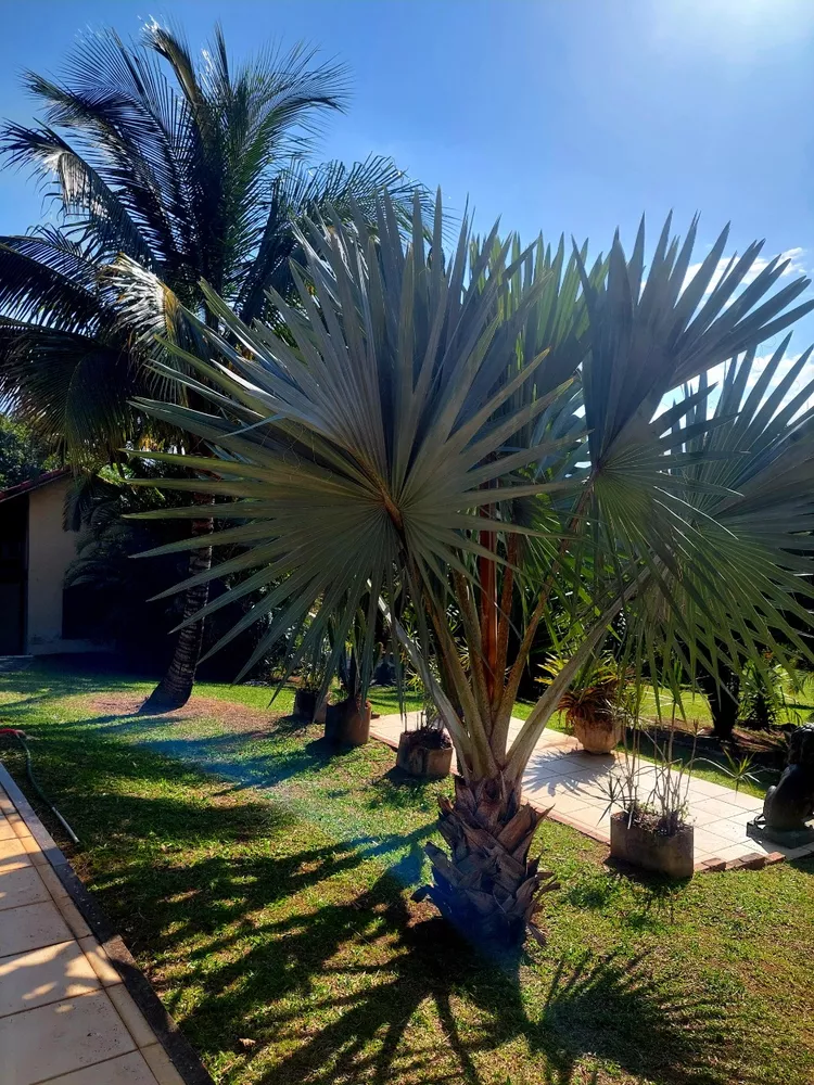 Sítio, 3 quartos - Foto 3