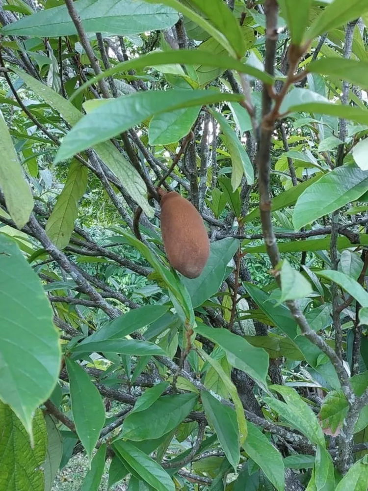 Sítio, 6 quartos - Foto 15