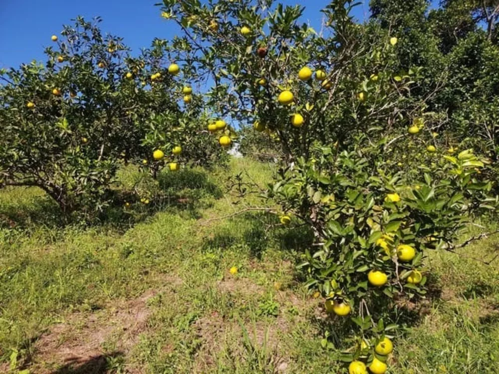 Sítio, 6 quartos - Foto 16