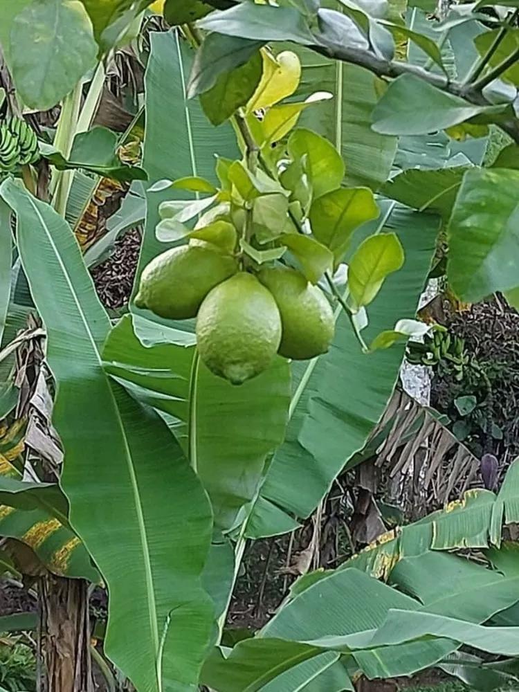 Sítio, 6 quartos - Foto 3