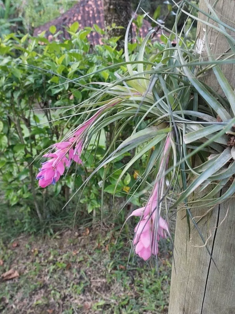 Sítio, 6 quartos - Foto 9