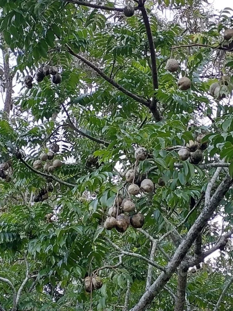 Sítio, 6 quartos - Foto 4