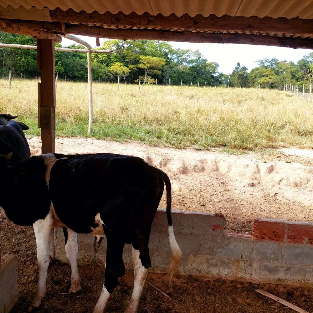 Sítio, 4 quartos - Foto 73