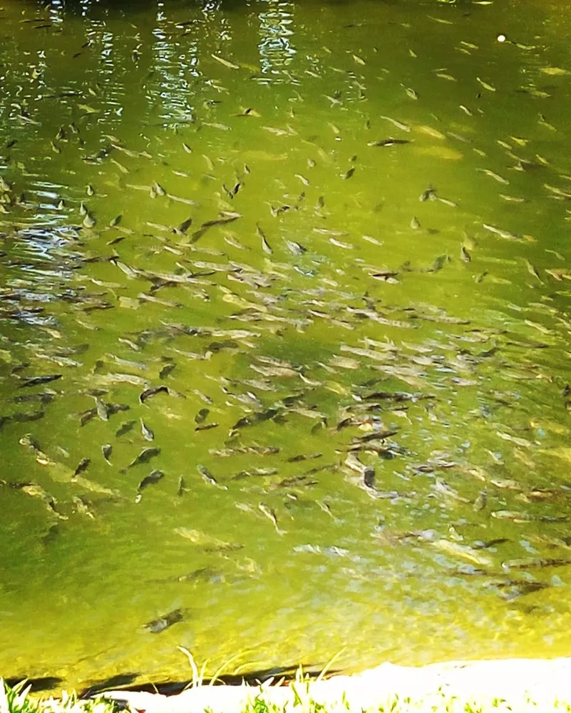 Sítio, 7 quartos - Foto 35