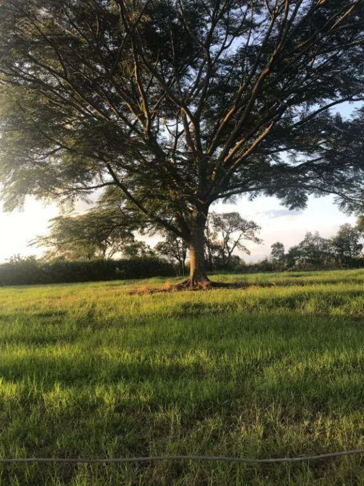 Sítio, 5 quartos, 14 hectares - Foto 6
