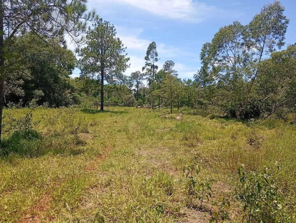 Terreno, 4 hectares - Foto 11