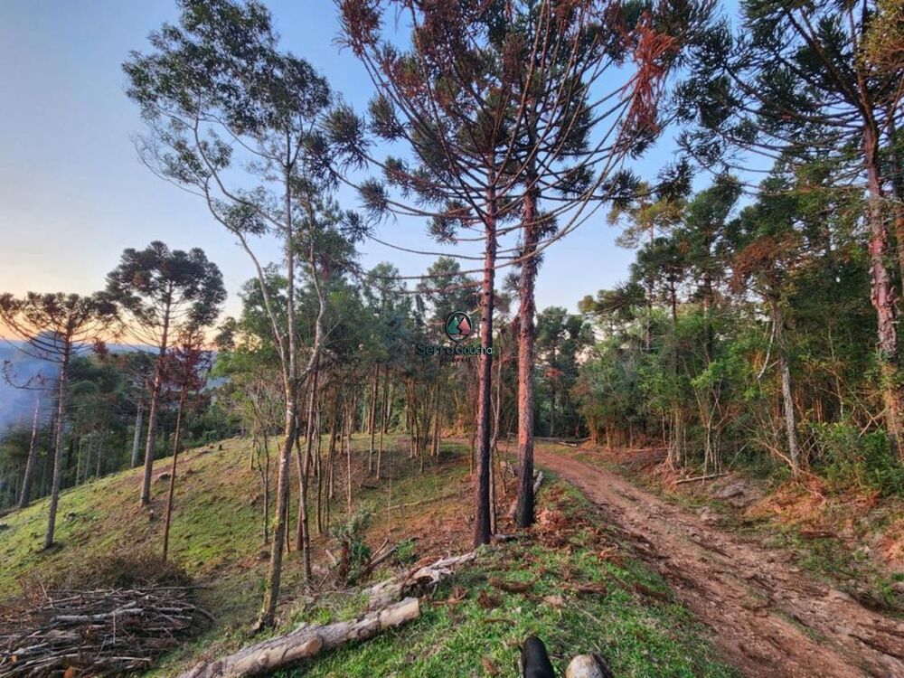 Terreno, 69 hectares - Foto 5