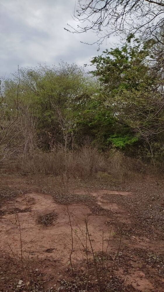 Terreno, 5 hectares - Foto 6