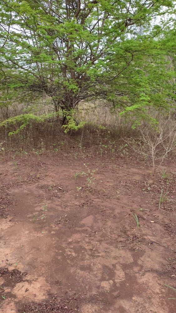 Terreno, 5 hectares - Foto 1