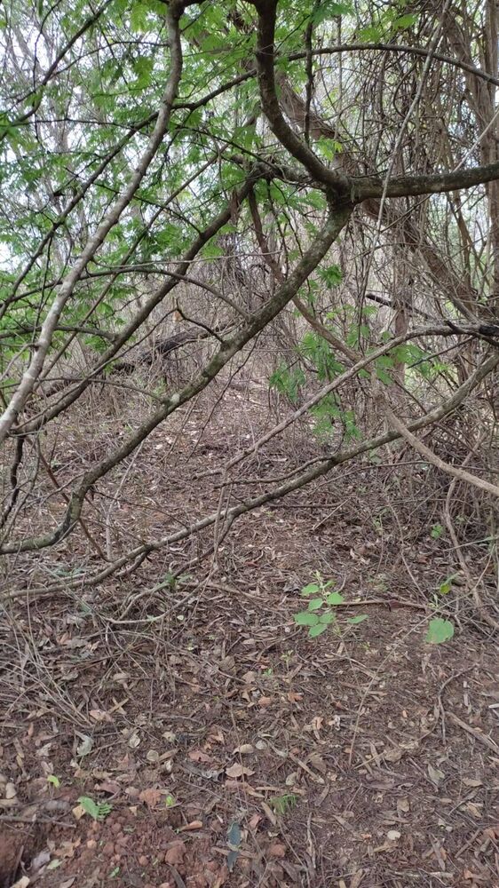 Terreno, 5 hectares - Foto 7