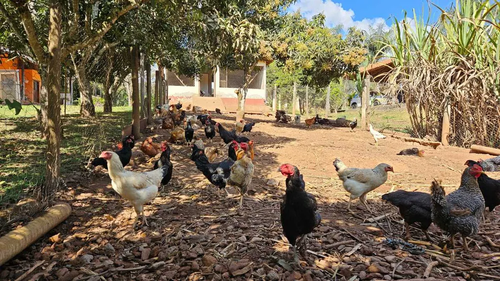 Sítio, 6 quartos, 13 hectares - Foto 11