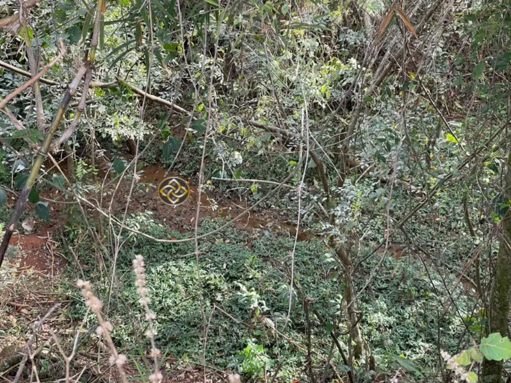 Sítio, 4 hectares - Foto 5