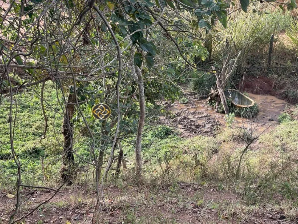 Sítio, 4 hectares - Foto 14